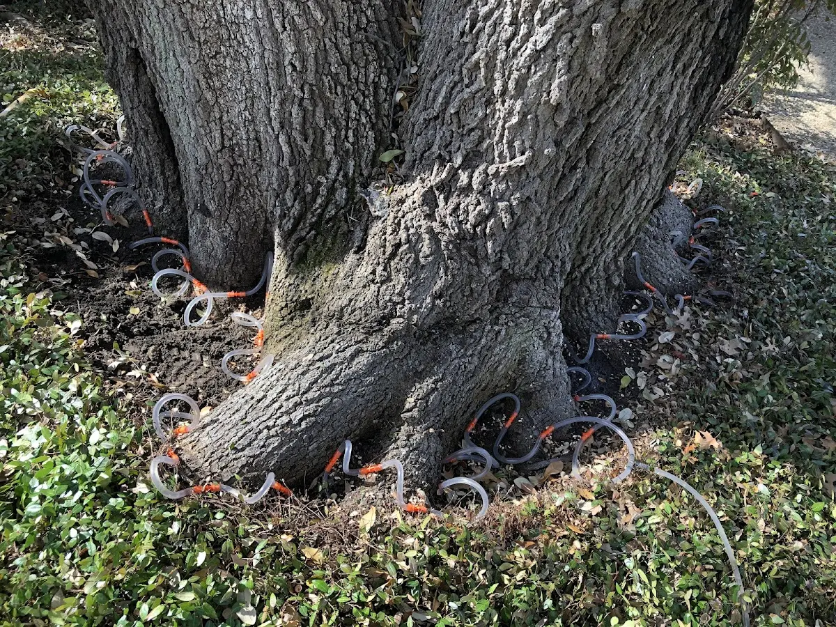 Detailed Tree Cabling and Bracing job site in Highland Park