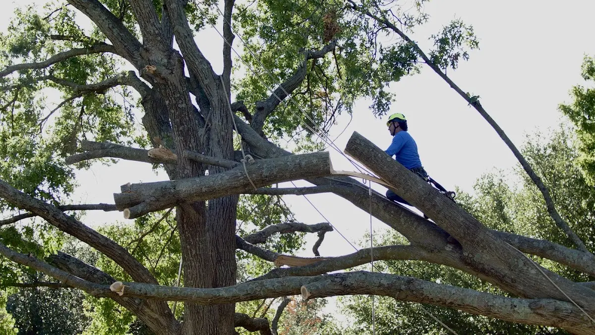 Professional Crown Thinning performed by certified arborists in Highland Park