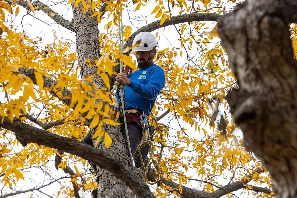 Skilled Tree Planing crew working in Highland Park